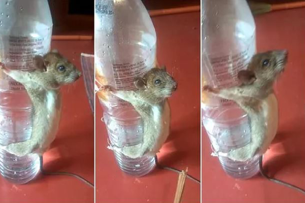 Man Punishes Rat For Chewing His Phone Charger (Video & Photo)